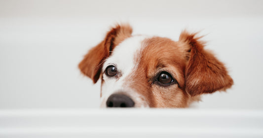 Top Tips for Keeping Your Dog Clean